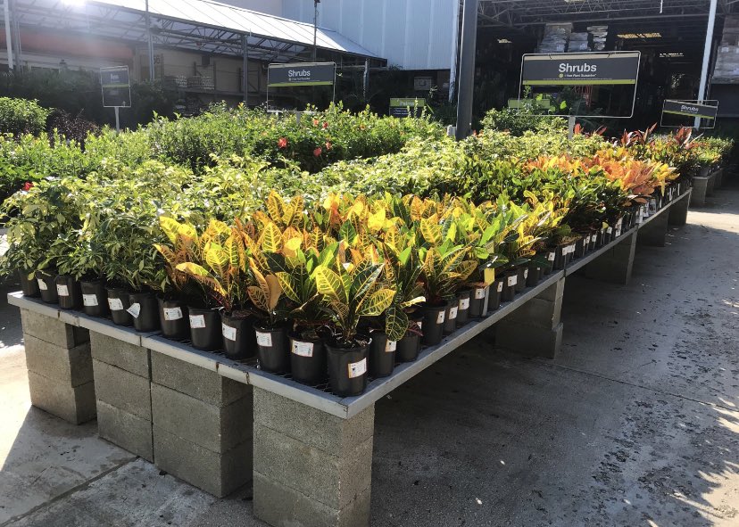 Willycostafarms's tweet photo. 6315 is Ready for some Halloween Plant Sales!! https://t.co/kijeuvqYED