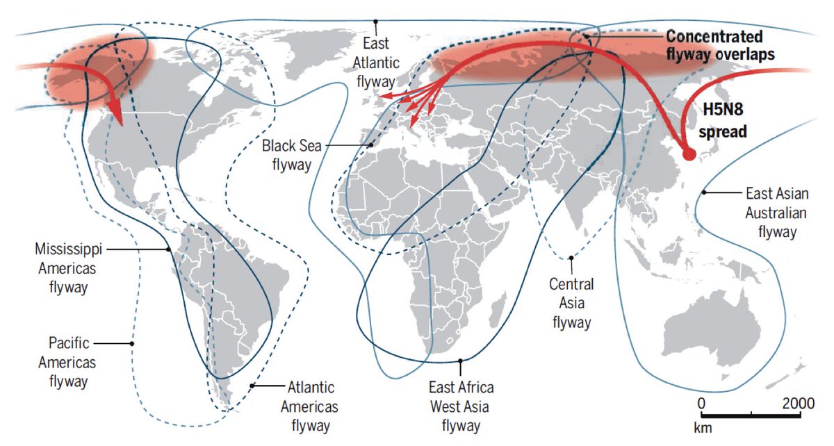 7/11 From 2005 onwards, something unusual happened: highly pathogenic avian influenza virus (then H5N1, later H5N8 & H5N6) spread far & wide by migrating wild birds that had been infected by poultry in Asia. Normally, wild birds only have low-pathogenic avian influenza viruses.