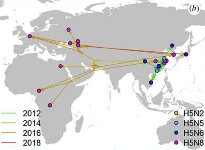 7/11 From 2005 onwards, something unusual happened: highly pathogenic avian influenza virus (then H5N1, later H5N8 & H5N6) spread far & wide by migrating wild birds that had been infected by poultry in Asia. Normally, wild birds only have low-pathogenic avian influenza viruses.