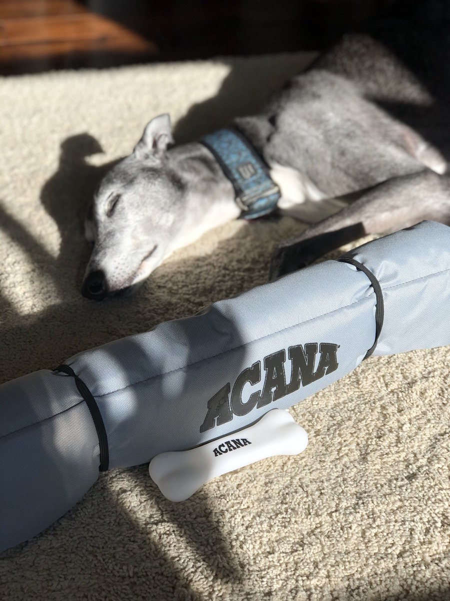 Twiggy (@twigglet2) on Twitter photo Twiggy has claimed the <a href="/ACANAPetfood/">ACANAPetfood</a> bed for herself. She’s pretending to sleep, but her paw is on the prize! 😂🐾 Thanks again, ACANA! Happy Halloween to all. 🎃 Hope you can grab some goodies at Luke & CO in #Denver! #NeighborhoodPetStoreMonth #ACANALovesLocal 🐕🐈💙 Twiggy has claimed the <a href="/ACANAPetfood/">ACANAPetfood</a> bed for herself. She’s pretending to sleep, but her paw is on the prize! 😂🐾 Thanks again, ACANA! Happy Halloween to all. 🎃 Hope you can grab some goodies at Luke & CO in #Denver! #NeighborhoodPetStoreMonth #ACANALovesLocal 🐕🐈💙