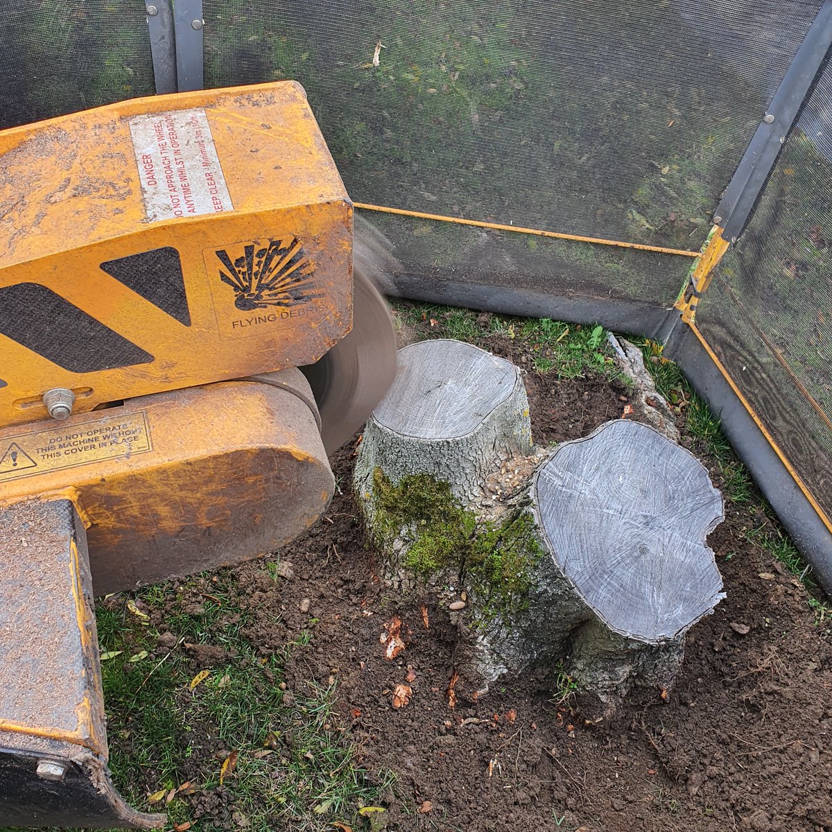 TreeGrinding's tweet photo. Tree stump grinding in Whepstead, near Bury St Edmunds, Suffolk. Removing a variety of tree stumps in a lawn, despite the recent rain, the stump grinder is quite light due to being a tracked machine.
#TreeStumpGrinding #TreeStumpRemoval #Suffolk  #Whepstead #BuryStEdmunds https://t.co/ozCOsT0qDl
