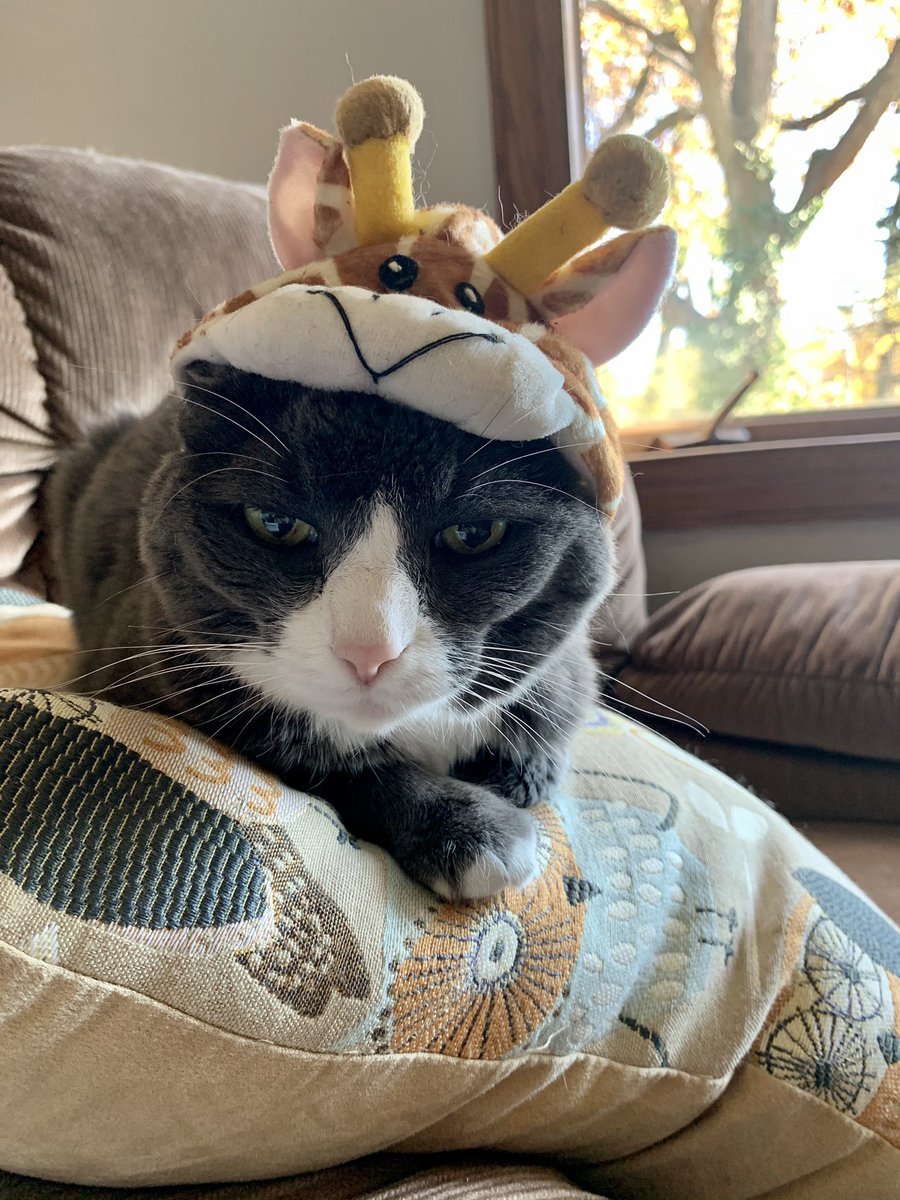 JessiAnnPrice's tweet photo. @_We_Rate_Cats Sophia as a grumpy giraffe https://t.co/lYnvT0CLYN