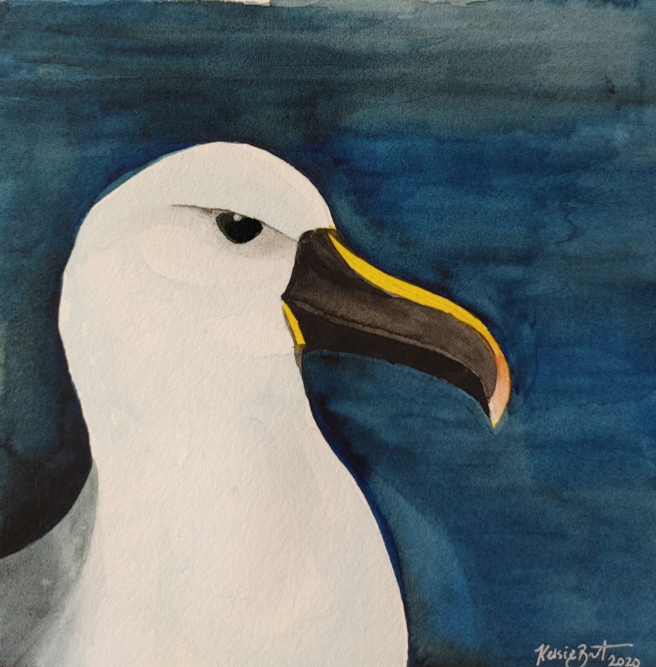 Wild October 31: At Risk

Some of you probably recall my Endangered Everyday series. Painting this endangered Indian Yellow-nosed Albatross felt familiar and nostalgic, and it feels like a good note to conclude the Wild October challenge with.

#wildoctober2020 #wildoctoberart