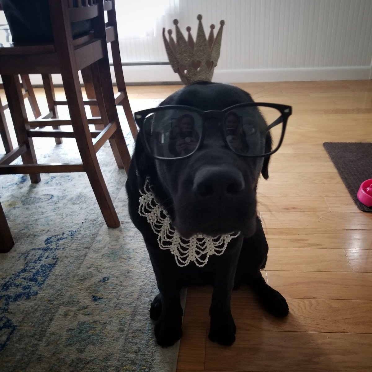 Happy Halloween from my best girl Notorious DILL!! <a href="/NotoriousRBG/">Notorious R.B.G.</a> #Howloween #pups #NotoriousRBG #dogcostume #HappyHalloween2020