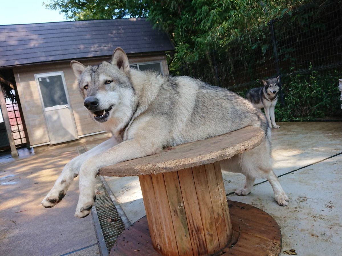 Wolfdog Kyoto 悪ぶってるガロ 本当はめっちゃ妹思いで優しいガロ 少しメタボだけど お腹が気になる Wolfdog ウルフドッグ 狼犬 オオカミ犬