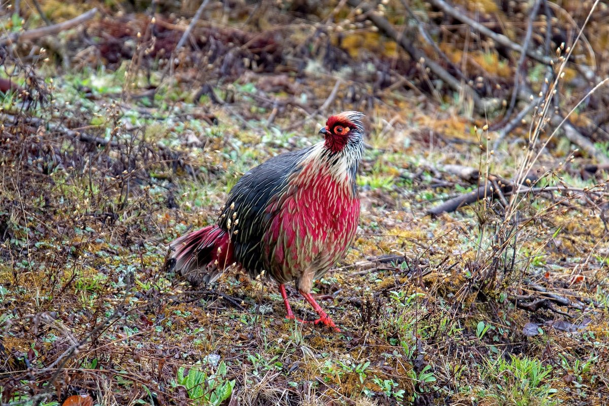 A thread of some  #ScaryBirds* that have dressed up for  #Halloween  ...1. Blood pheasant (Ithaginis cruentus), mountains of Nepal, Bhutan, NE India and China. Pic in Bhutan by Shailesh Pinto via  @MacaulayLibrary  https://macaulaylibrary.org/asset/267676261 