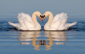 More examples for Japanese vs Chinese: Milky Way: “Heaven’s stream” 天の川 vs “silver river” 银河faucet: “serpent mouth” 蛇口 vs “water-dragon head” 水龙头swan: “white bird” 白鳥 vs “heavenly goose” 天鹅baseball: "field ball” 野球 vs “cudgel ball” 棒球