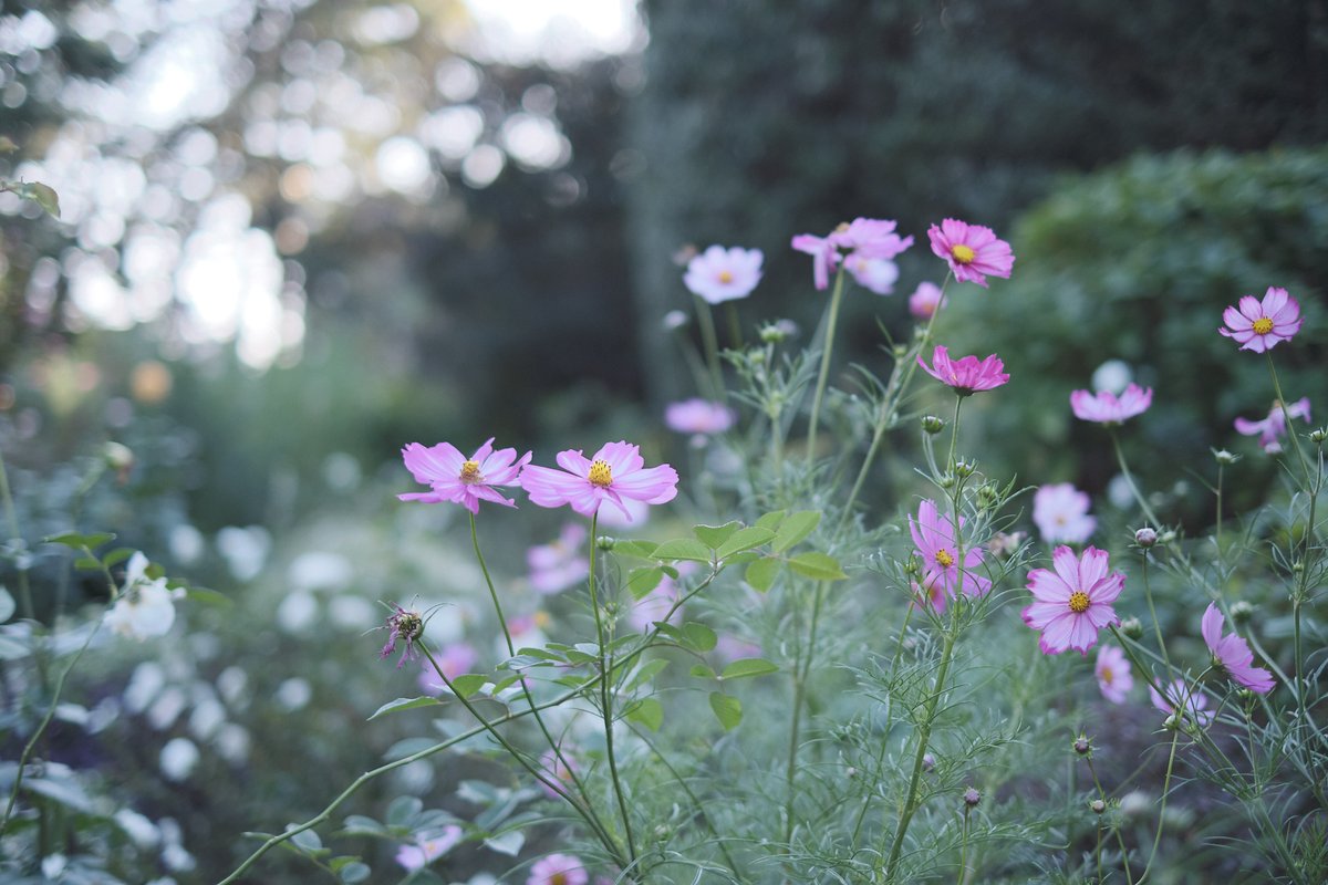 Tsubo 秋桜は あきざくら と読むそうです この漢字を コスモス と読むようになったのは昭和52年の ヒット曲以降なんだそうで へぇ キリトリ世界 Fujifilm Xseries Fujifilm ファインダー越しの私の世界ᅠ