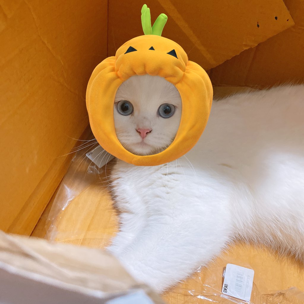 awwwfluffy's tweet photo. กุ๊กกู๋ๆ https://t.co/esdqLbitOH