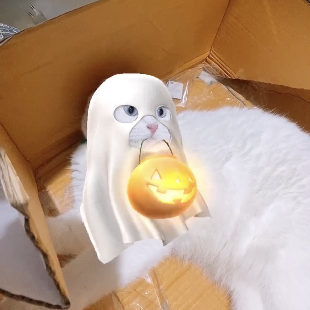 awwwfluffy's tweet photo. กุ๊กกู๋ๆ https://t.co/esdqLbitOH