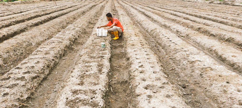 Lihat foto orang tandur saja sudah sudah senang, apalagi nanti saat bibit mulai tumbuh dan menghijau... semoga berhasil sampai panen... Bismillah.