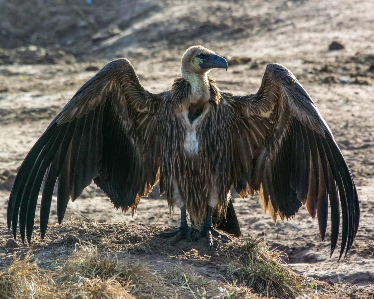 A thread of some  #ScaryBirds* that have dressed up for  #Halloween  ...2. White-backed vulture (Gyps africanus), broad range in sub-Saharan Africa. Pic in Botswana by Stefan Thiel via  @MacaulayLibrary  https://macaulaylibrary.org/asset/206059841&nbsp;