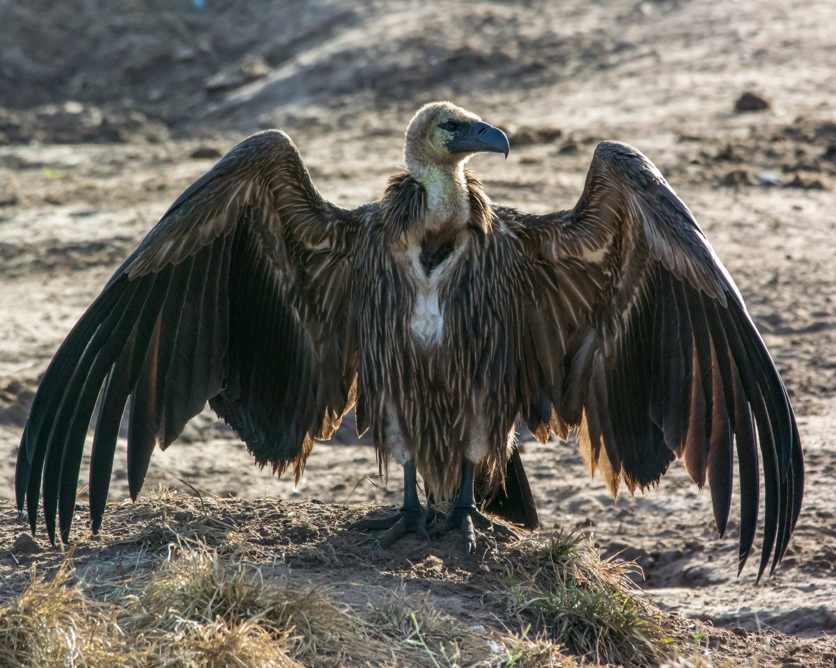 A thread of some  #ScaryBirds* that have dressed up for  #Halloween  ...2. White-backed vulture (Gyps africanus), broad range in sub-Saharan Africa. Pic in Botswana by Stefan Thiel via  @MacaulayLibrary  https://macaulaylibrary.org/asset/206059841 