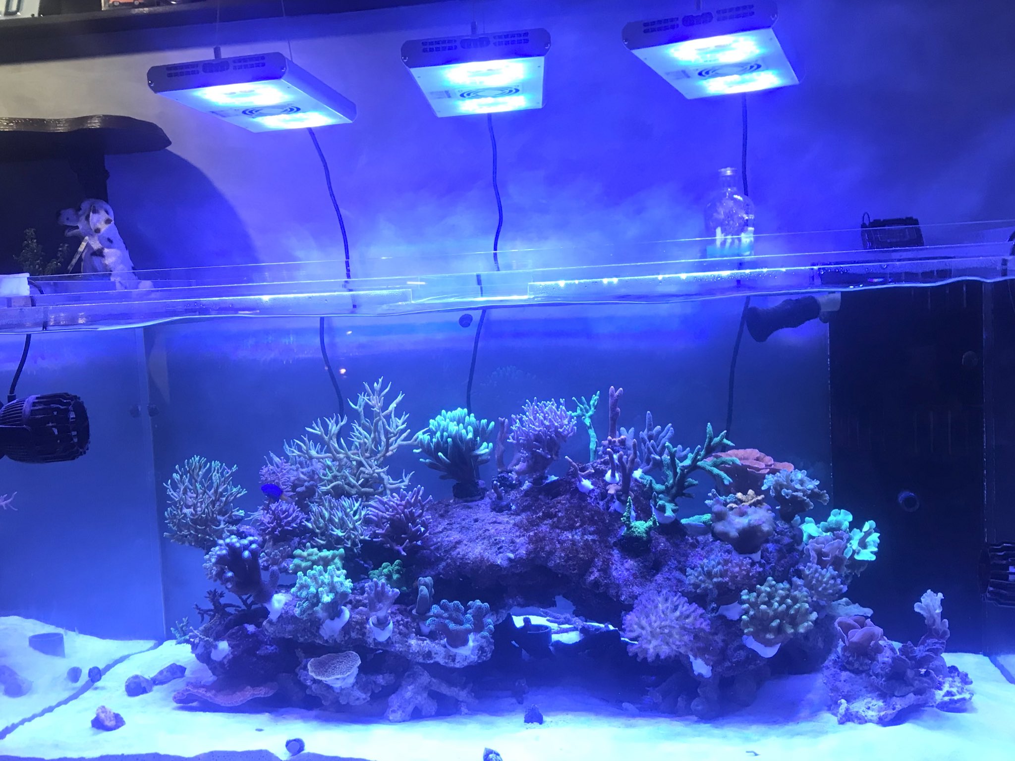 Reafterior 今日の店番 てっちゃんがレイアウト水槽を作り始めました Mother Coral Reef Tank でもミドリイシはまだまだ先になりますが もっと明るい時間に撮れば良かったと 後悔 水槽 海水魚 珊瑚水槽 サンゴ水槽 Sps水槽 珊瑚
