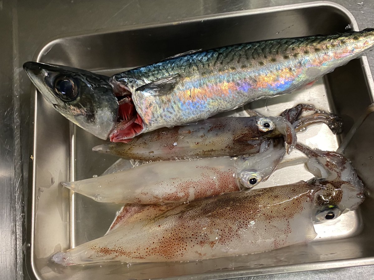 小出まこと アイソの案内でイカ釣り船に江ノ島へ ヤリイカ５杯 サバ 外道 １匹 初めてのイカ釣りにしてはまずまずの釣果