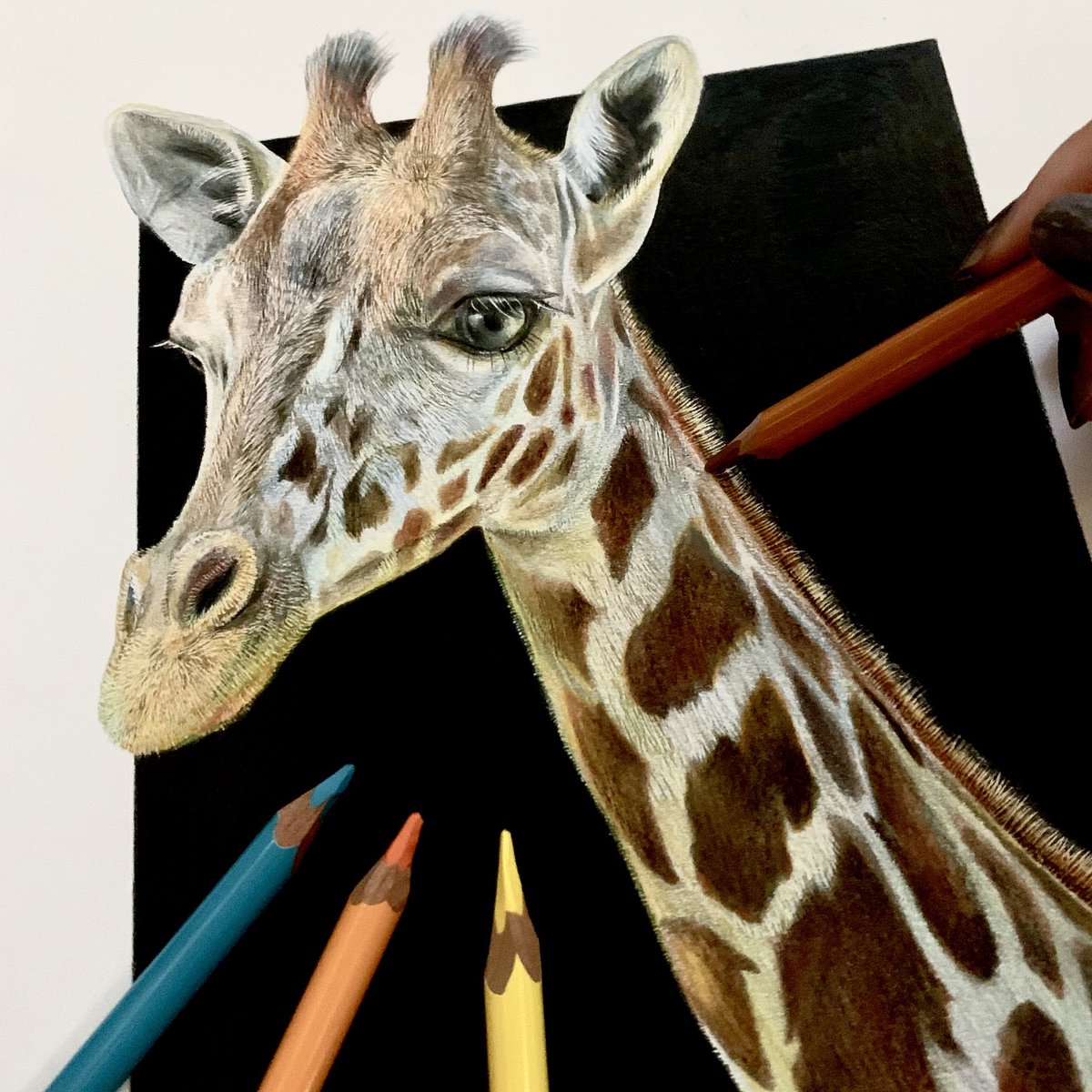 Twoucan Yuzu Yunail3