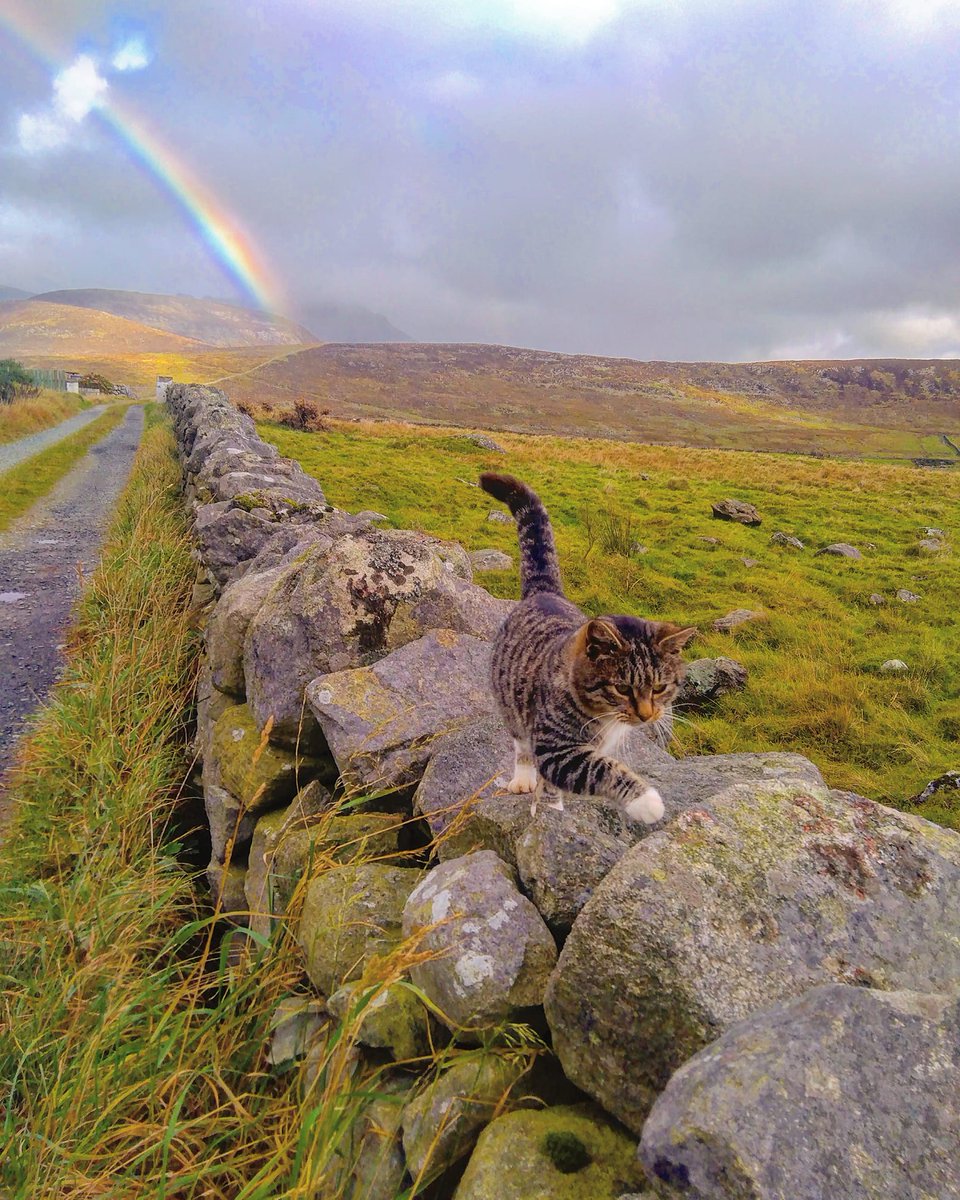 Beautiful Mourne Mountains, Co  #Down, N  #Ireland. Mournes are made up of 12 mountains with 15 peaks & include the famous Mourne wall (keeps sheep & cattle out of reservoir)! Area of Outstanding Natural Beauty. Partly  @NationalTrustNI. ©Daniel Mcevoy (with lovely cat!)  #caturday