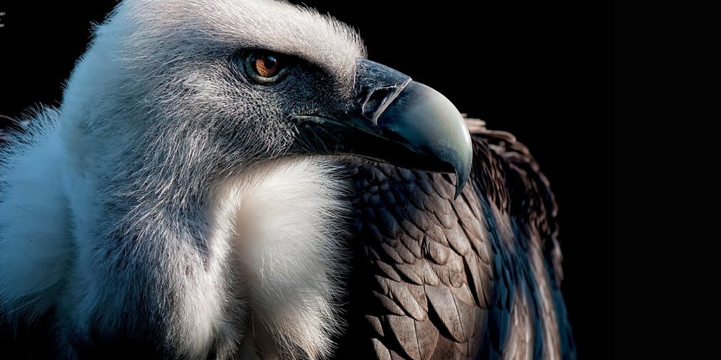 Happy #halloween We’re celebrating with this fierce and piercing shot of the Griffon Vulture that features in our premium Iconic Untamed 2021 title: bit.ly/3fsql4A 

#halloween #vulture #naturephotography