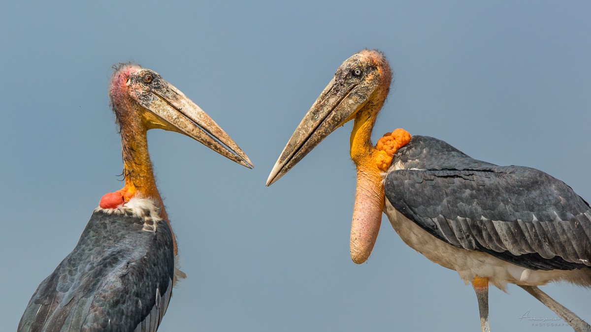 Continuing our thread of  #ScaryBirds dressed for  #Halloween  ...3. Greater adjutant (Leptoptilos dubius), an Asian stork described by  @Team_eBird as looking like an "immense and imposing undertaker". Pic on a rubbish dump in Assam, India, by Abhishek Das  https://macaulaylibrary.org/asset/228533451&nbsp;