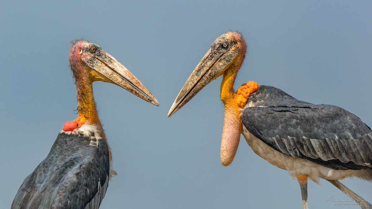 Continuing our thread of  #ScaryBirds dressed for  #Halloween  ...3. Greater adjutant (Leptoptilos dubius), an Asian stork described by  @Team_eBird as looking like an "immense and imposing undertaker". Pic on a rubbish dump in Assam, India, by Abhishek Das  https://macaulaylibrary.org/asset/228533451 