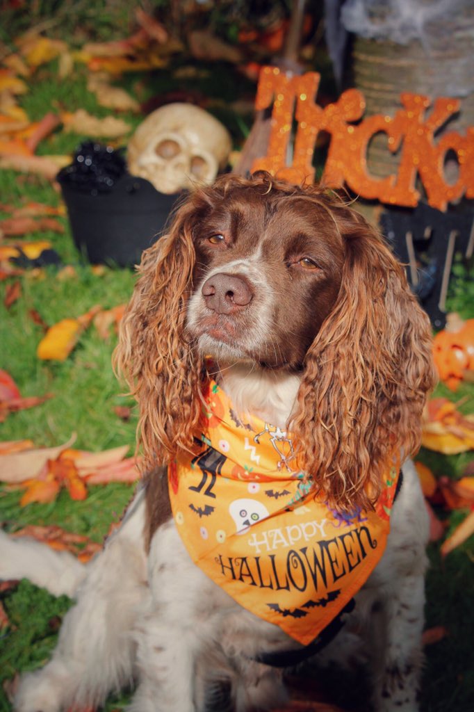 DT_Bridgend's tweet photo. ๐Happy Howl-a-ween from #sponsordog Boris and his friends Casper, Bones and #sponsordog Ernie ๐Hope you all have a happy and safe #halloween
#howlaween #dogstrust @DogsTrust #dogstrustbridgend #bridgend #walesonline https://t.co/YTE8rdLULq