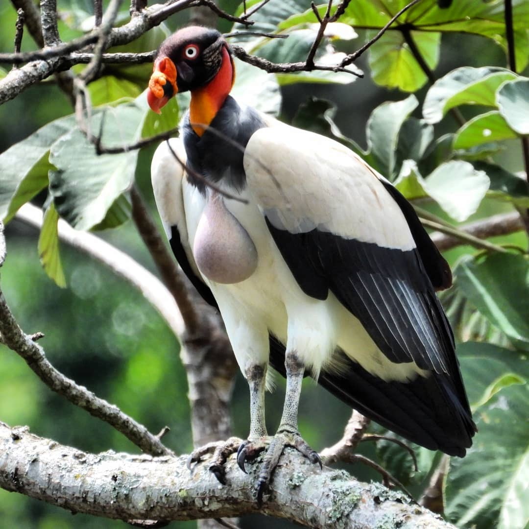 Next in our thread of  #ScaryBirds out  #trickortreating in their  #Halloween   costumes...4. King vulture (Sarcoramphus papa), Central and South America. Pic in Cundinamarca, Colombia, by Fredy Antonio Téllez Rueda via  @MacaulayLibrary  https://macaulaylibrary.org/asset/269719201 