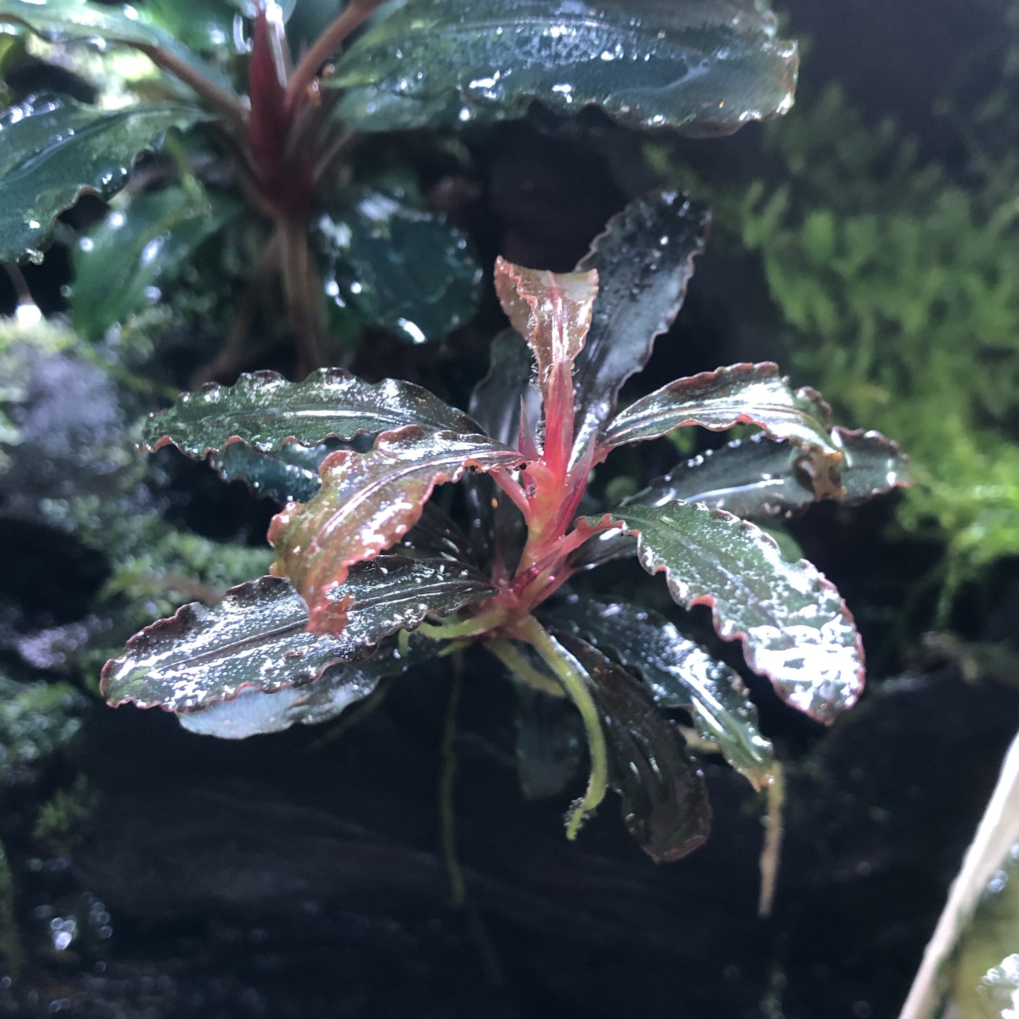 Shunsuke Sakai on X: 