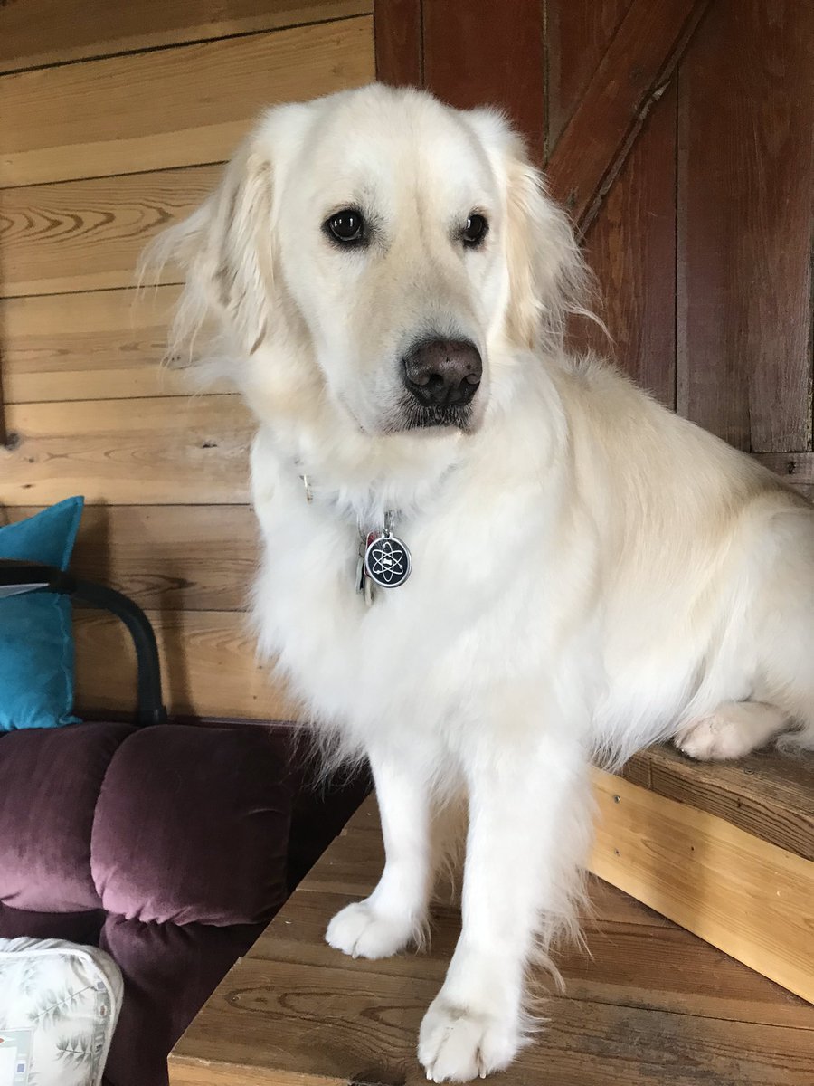 White fluffy Golden retriever dog is sitting on stairs looking very attentive
