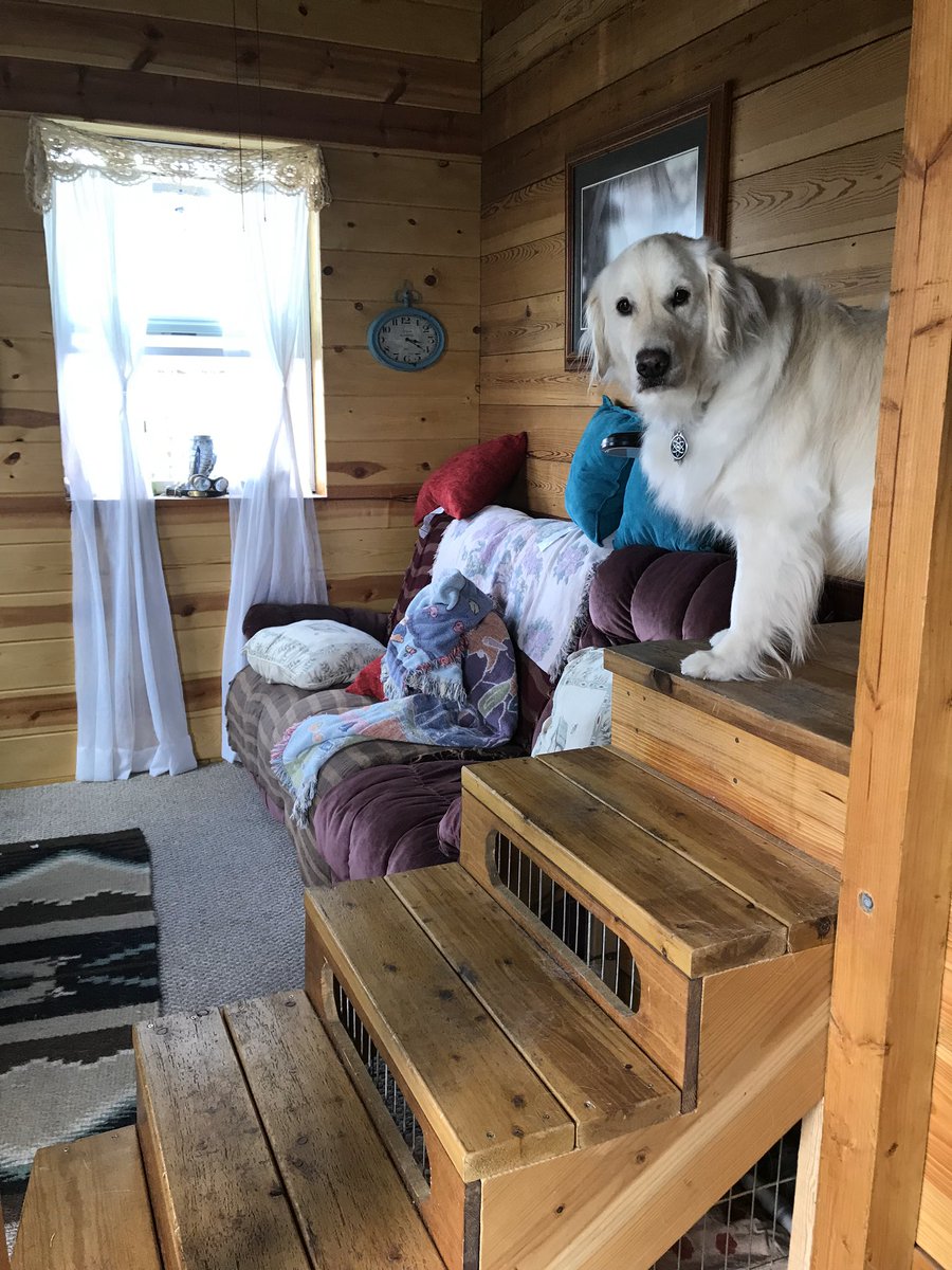 White fluffy Golden retriever dog is sitting on the stairs and he can see out of a window