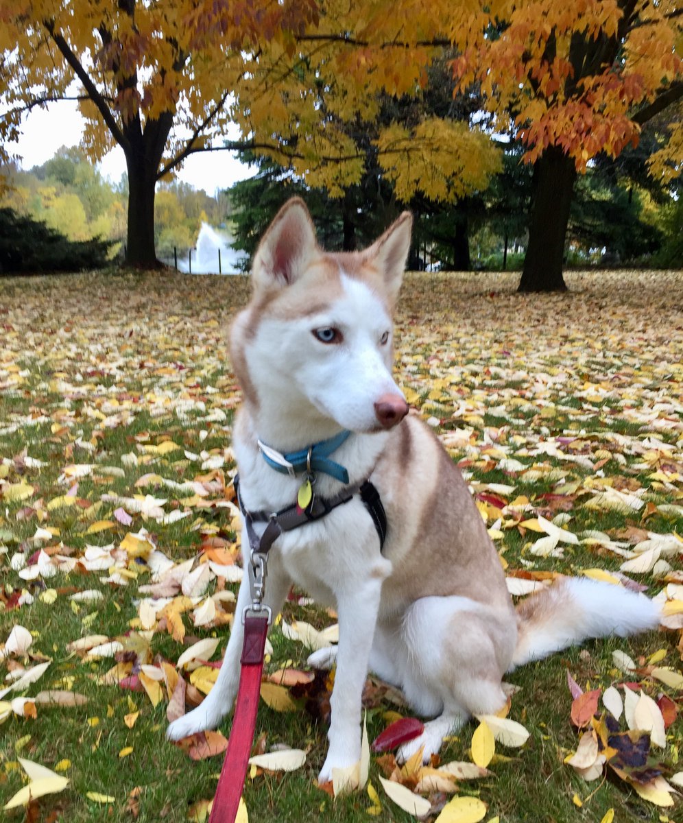 imhistorySusan's tweet photo. Hey @des_linden @brooksrunning Helen of Troy here with a pupdate. I finished #RunDestober with 56 miles (longest = 6 miles).  My mom ran 207 miles for the month (longest = 20 miles).  Warm up/Cool down/easy run pup work completed.  My kind of weather coming! #RacineZoo https://t.co/BK1S1BBo8L