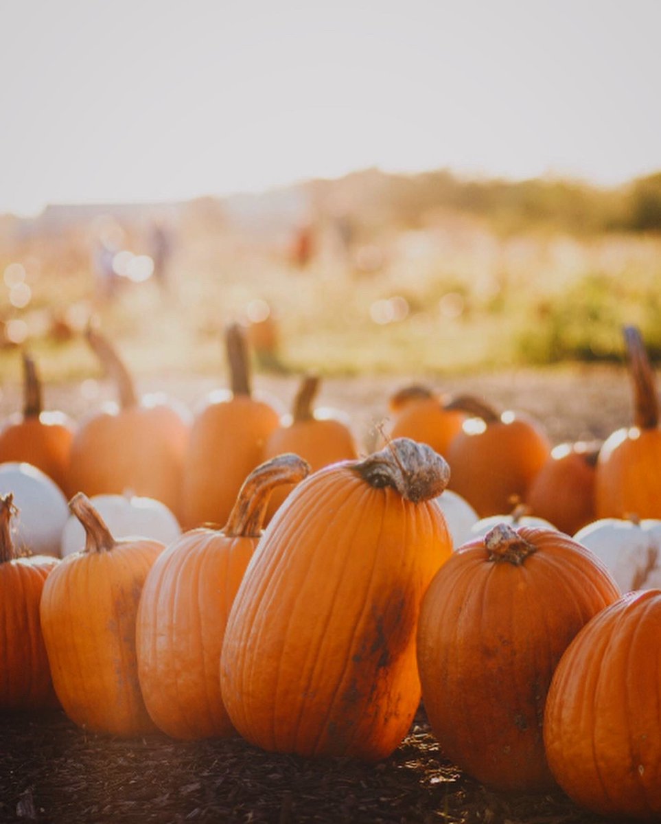 pamadkisson's tweet photo. Our team at Era Polly Real Estate says Happy Halloween!🎃💛🧡✨🏡✨. “Where ever you call home, Era Polly Real Estate wishes you a Happy and Safe #halloween2020🎃 805.938.7474
https://t.co/mJj1UDu5gP.  #santamariarealestate #orcuttrealestate #homesweethome #teamepre✨🏡✨ https://t.co/dVxI8VUYAy