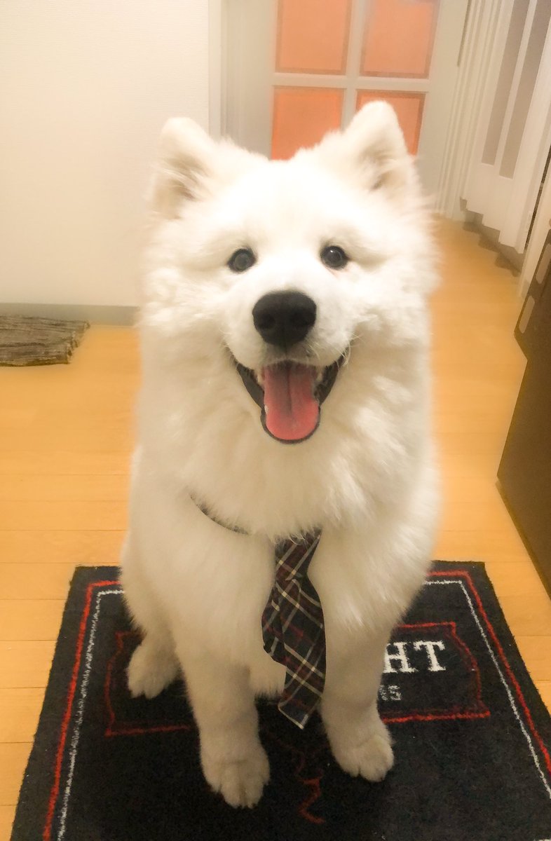 サモエドのソラン Soran The Samoyed ハロウィン という事で サモエドに憧れるきっかけになったドラマ 犬飼さんちの犬 のサモンのコスプレ サモエドを飼ったら絶対にネクタイをしてもらいたかった夢が叶いました Zoo Zoo Japanさんのサモンちゃん