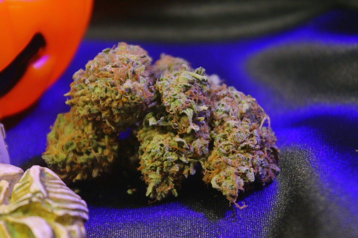 Greenseedtests's tweet photo. Happy Halloween 💀🎃
@sweetseeds_es
#Red_Poison_Auto vs #Green_Poison_Auto https://t.co/NdDgF7CkSc