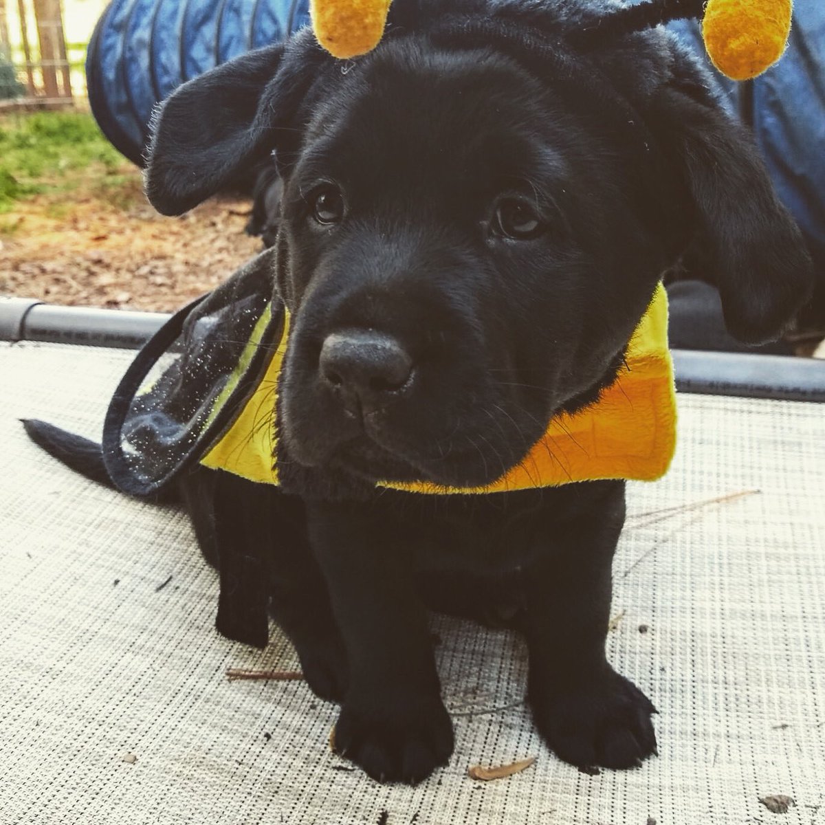servicedogsva's tweet image. Happy Howloween from Miss Yellow #servicepuppyintraining @PatriotPAWS @servicedogsva