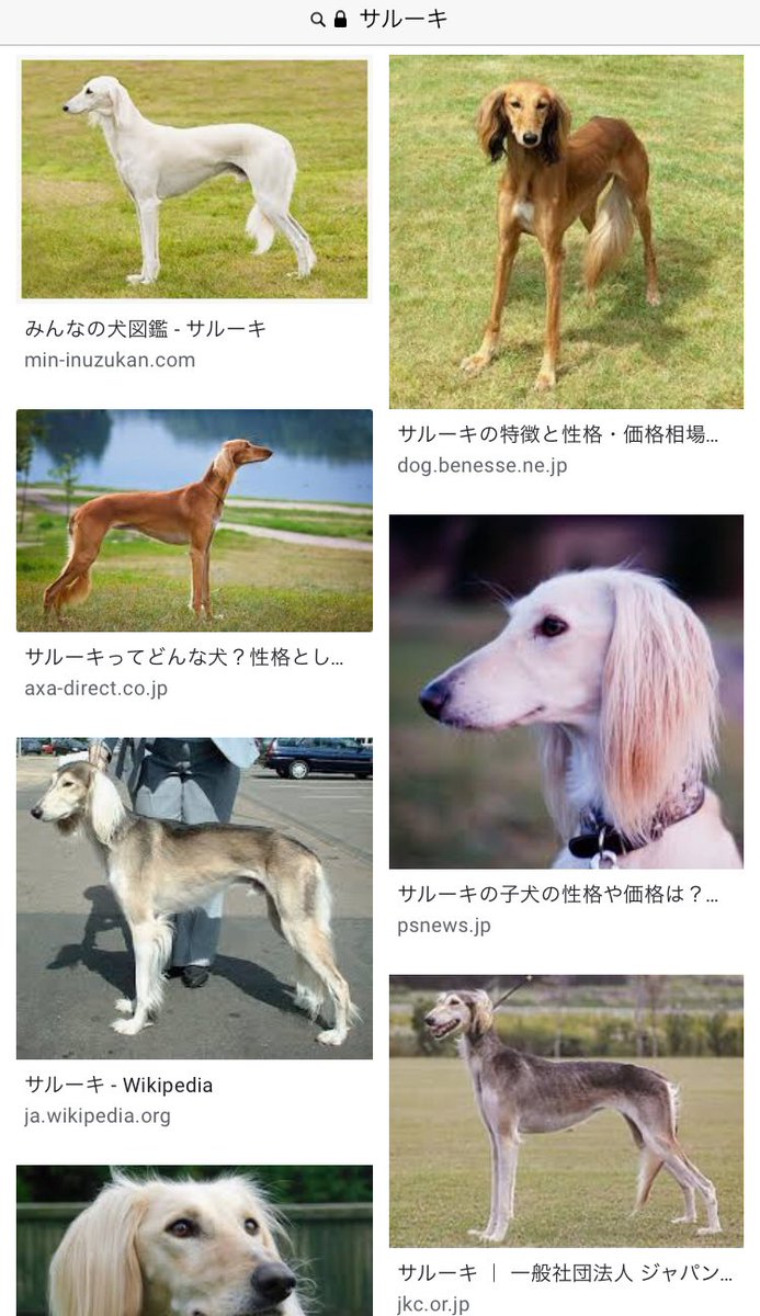 槙 Maki てるまくんの演じてるクロス 犬種はサルーキらしいのですが 画像検索すると脚が骨ばって細くてなっが となるから 脚がタイトで前肢がちょっともふっとしてる衣装デザインと身長1を選んだキャスティング天才かよ って1日5回くらい思っ