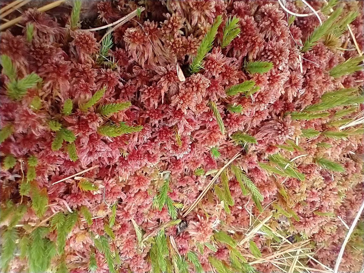 Dr Nicole Balliston tweet media