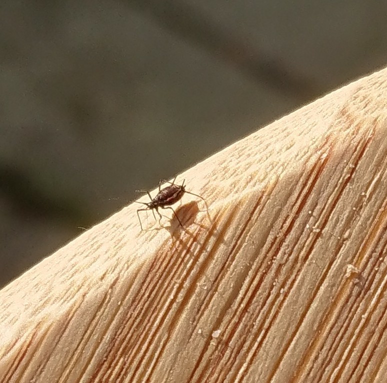 Verdachte chip in Brusselse achtertuin. Krijgen wij 5G?