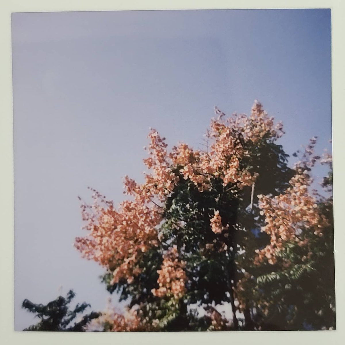 KemeraP's tweet photo. The first post here. This is taken with a medium format camera Mamiya RB67 and an instax square film back which was modified by me.
#mamiyarb67 #instaxsquare
#mamiya #rb67 #fujifilm #instax
#vintagecamera #filmcamera #diycamera https://t.co/idib4cQXTv
