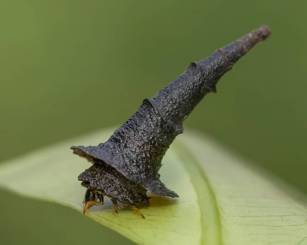 InsetoLand's tweet photo. Feliz dia das bruxas 🧙‍♀️🧹

Essa é uma lagarta de mariposa da família Psychidae, elas constroem abrigos que carregam junto ao corpo.

📸: girishgowda.c (IG) https://t.co/dwcWs7bGdO