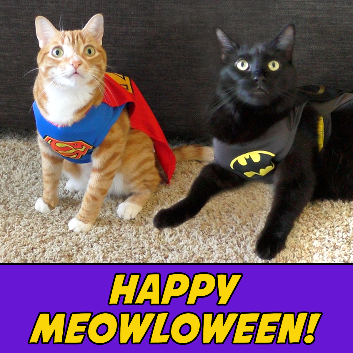 ColeTheBlackCat's tweet photo. Happy Meowloween from your two favorite supurrheroes! 🧡🖤

We hope everyone has a fun and safe day 🎃😺👻

#HappyHalloween #BeAHeroAdoptACat #ColeAndMarmalade https://t.co/49uh6vOpJT