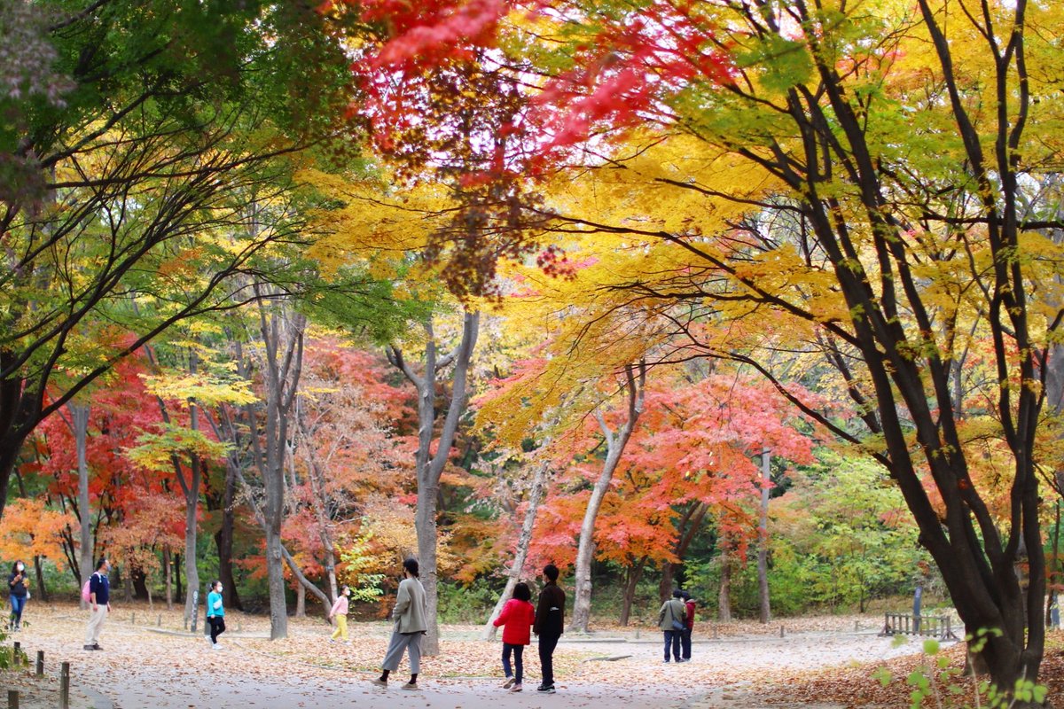 picasso_park's tweet photo. 10월의 마지막날 가을색 담기... 찰칵!  ^^
#서울 #창경궁 #가을 #궁 #단풍 #울긋불긋 #형형색색 #수채화 #물감 #빛그림 #빨주노초 #1031 #seoul #autumn https://t.co/kik5DpGsRO