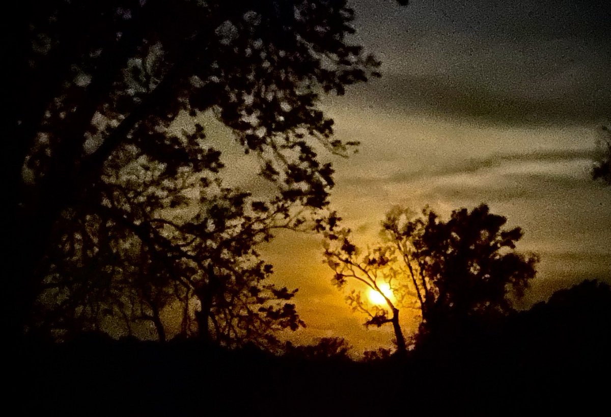 MSScienceMuseum's tweet photo. 🎃🕸Happy #Halloween! This cool photo was taken by Jackie Henne Kerr, #MSScienceMuseum Outreach Conservation Educator.
#visitjacksonms #visitms #fallfun #autumn #nature #autumnvibes #explorelefleur @MDWFPonline https://t.co/llNWX0JQvH