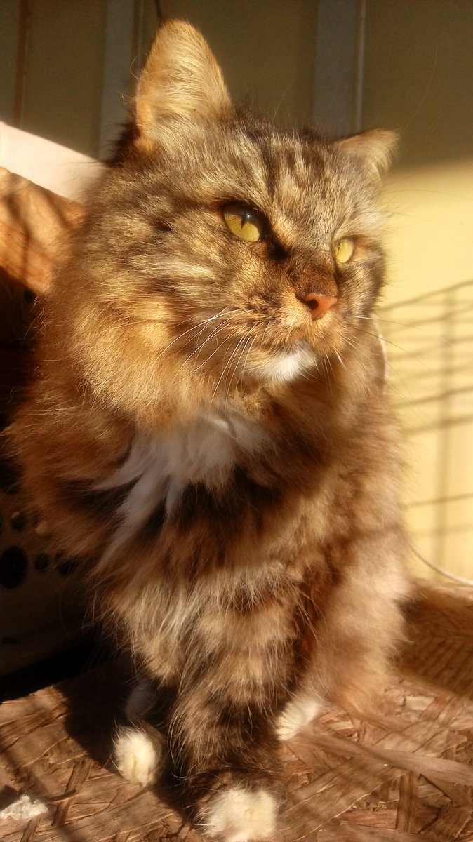 small ? thread of my granddad& #39;s pets bc i cant choose pictures starting with this old woman, Sassy!