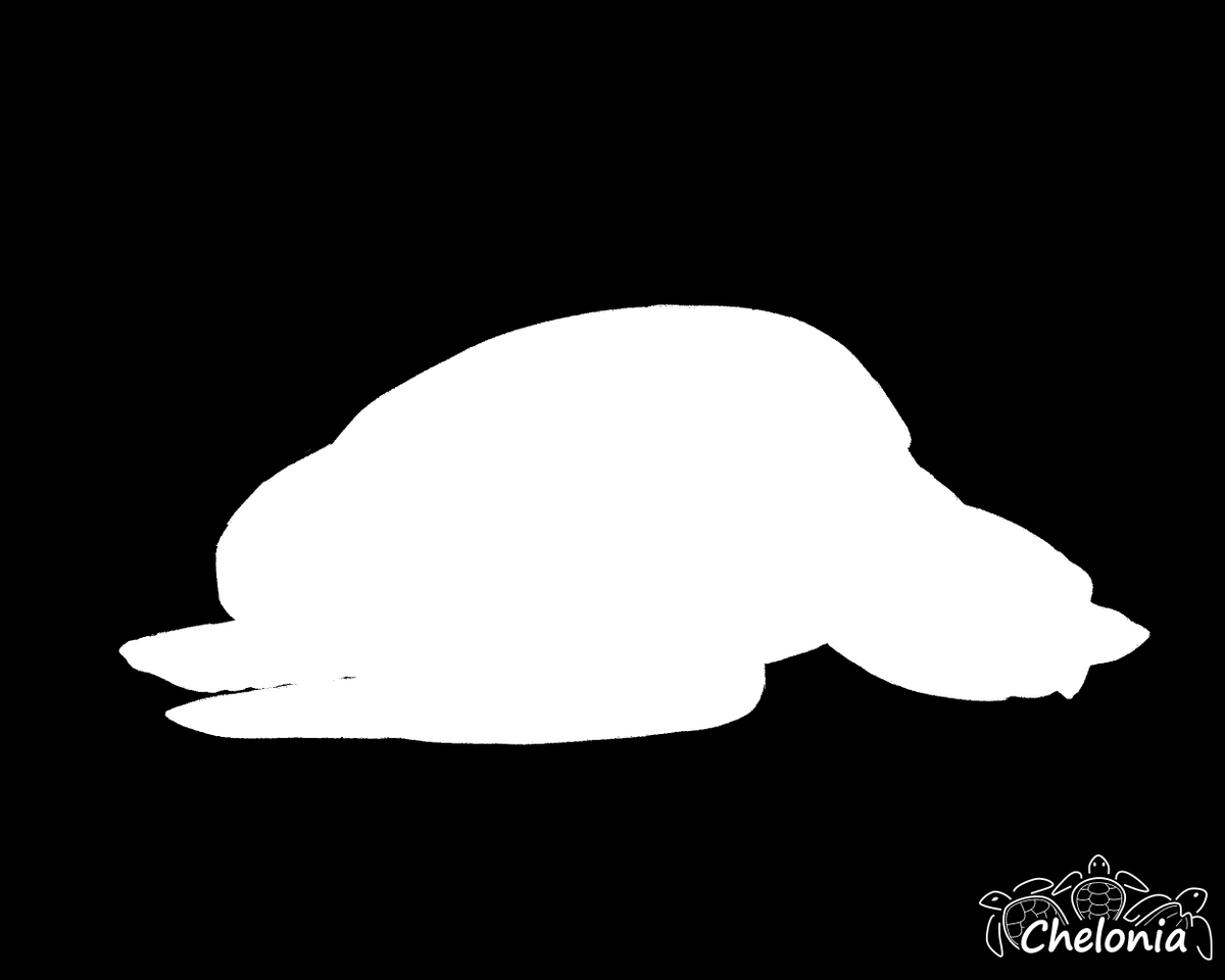 CheloniaPR's tweet photo. ¿Cuál será la especie del mes de Noviembre?

*hoy es ultimo día de hacer tu adopción simbólica del Carey

#cheloniapr #chelonia #tortugas #seaturtle #turtles #Puertorico https://t.co/1bQ4OQKzKY