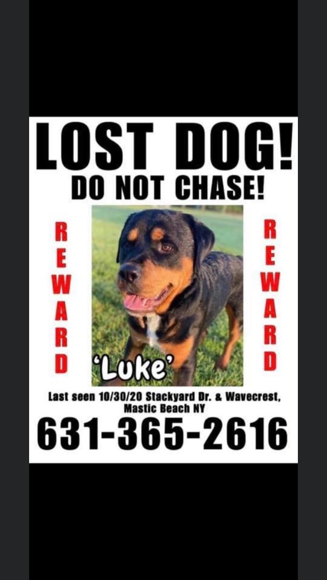 bryanor35926517's tweet photo. If anyone sees this dog his name is Luke he’s only two years old and he is a friendly dog please if anyone sees him contact the number on the picture so if anyone sees him keep an eye out for him https://t.co/guNto9HAA0