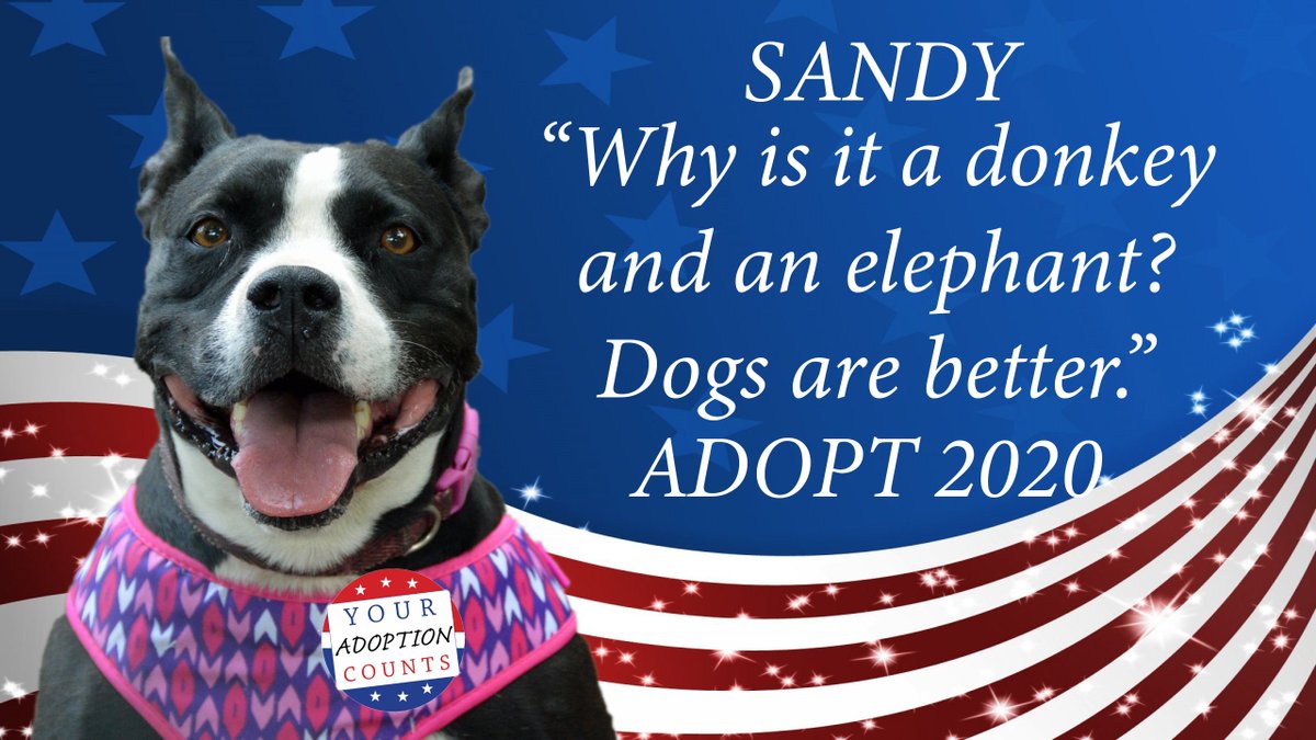 petsalive's tweet photo. Sandy was asked if she identified with a political party, and she wasn't impressed with their symbol choices...

Email adoptions@petsalive.org for more info on Sandy! #ADOPT2020 https://t.co/Eqablrl4vl