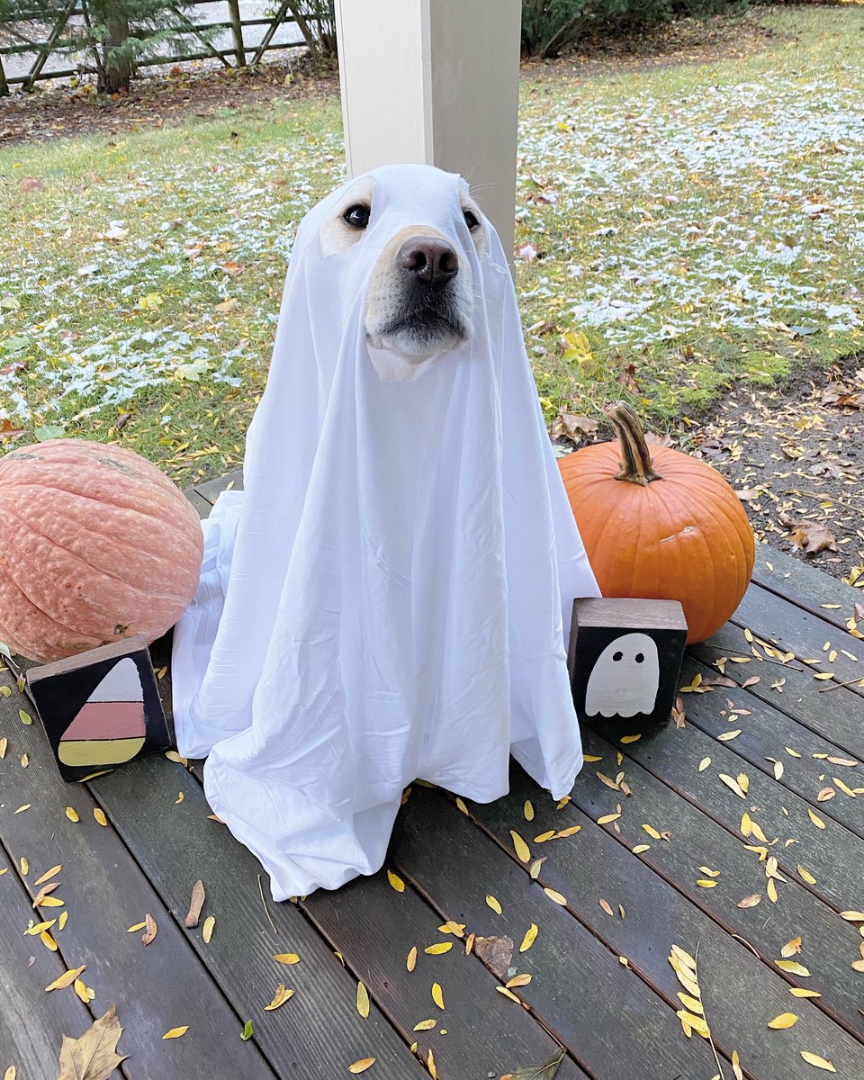 OnlyInBOS's tweet photo. Willow would like to wish everyone a Happy Halloween.

♥️ https://t.co/ZPFKMglxmX