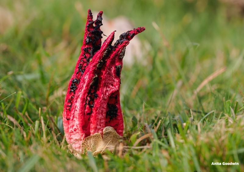 KentWildlife's tweet photo. This is #DevilsFingersFungus! This smelly, strange-looking #fungus hatches from a slimy, gelatinous ‘egg’. As it grows, the tentacle-like arms start to protrude. It smells attracts insects to its arms where the spores are found. The spores are then spread by the visiting insects. https://t.co/M8jskaPFPF