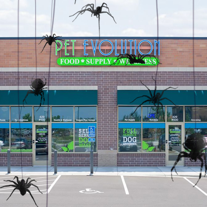 pet_evolution's tweet image. Happy Howl-oween, furiends! 🐶🐱🐰🐹🕷️

Stay safe this weekend!