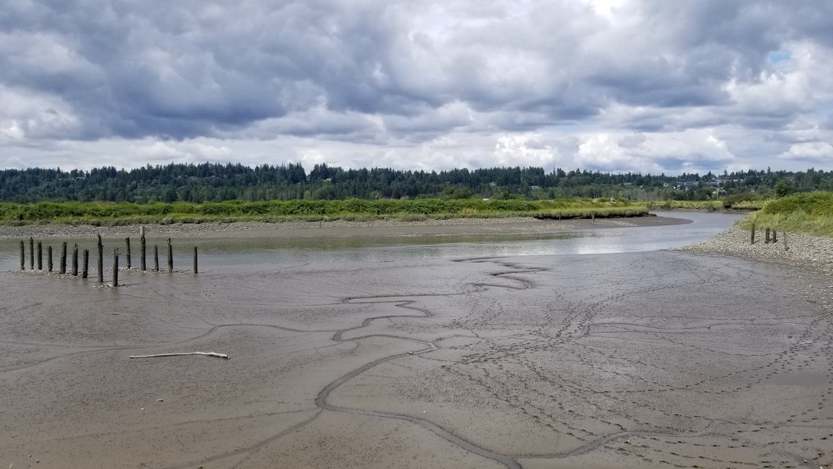 ThisIsPlanetRth's tweet photo. #SaturdayRocks when the tide goes out at the Serpentine Fen in Surrey, BC. This #intertidal zone is habitat to many species and provides a unique insight into sedimentary deposits.
🐾🌊
#geology #earthcache #geocaching #planetearth #mud #tidal #discovery #explore #learn #ocean https://t.co/CWFUKyhBHR